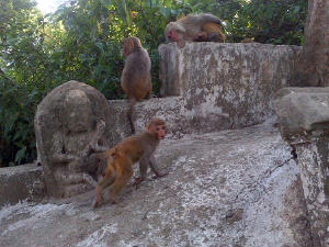 Templul maimutelor...